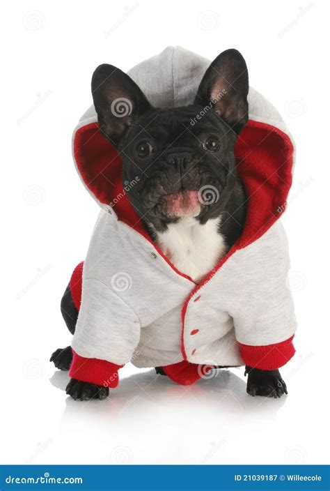 Dog Wearing Sweater Royalty Free Stock Photography Image 21039187