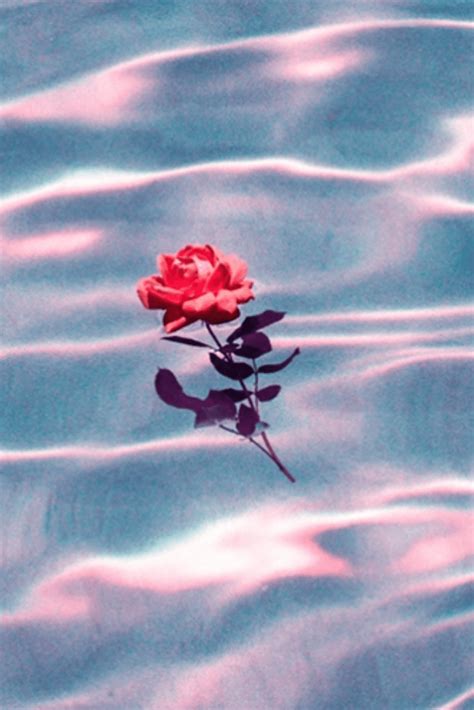 Grunge Rose Aesthetic Desktop Wallpapers Top Free Grunge