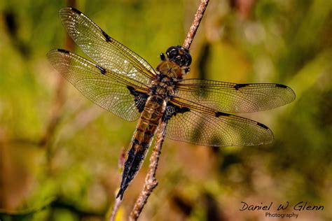 The Alaska State Insect Is Yes Im Very Sorry To Disa Flickr