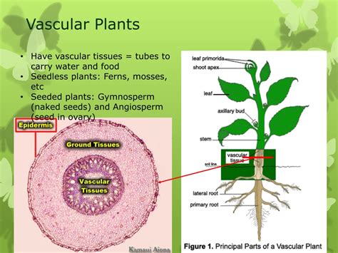 Ppt Plants Powerpoint Presentation Free Download Id330248