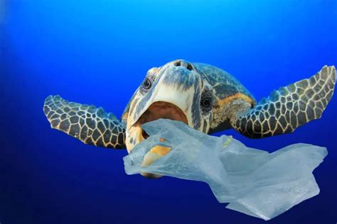 Turtle Eating Plastic Bag In Sea Water Global Pollution Disaster