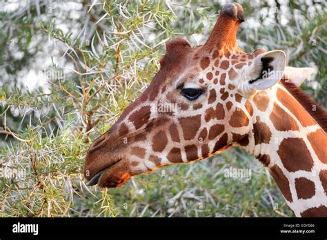 Reticulated Giraffe Somali Giraffe Giraffa Camelopardalis Reticulata