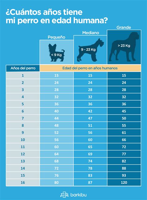 La Edad De Tu Perro En Años Humanos Barkibu