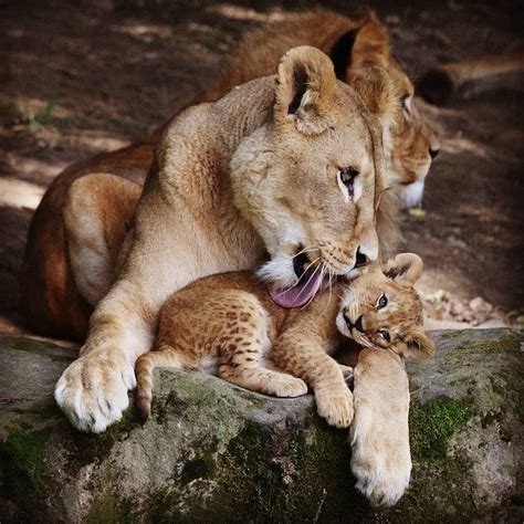Lioness Kianga Grooming One Of Her Cubs Photo By Bytazi