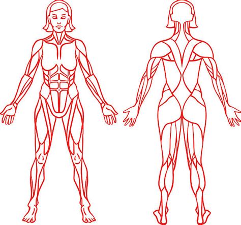 Female Muscular Anatomy Pics Illustrations Royalty Free Vector
