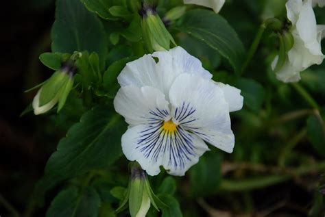 White Pansy Free Photo Download Freeimages