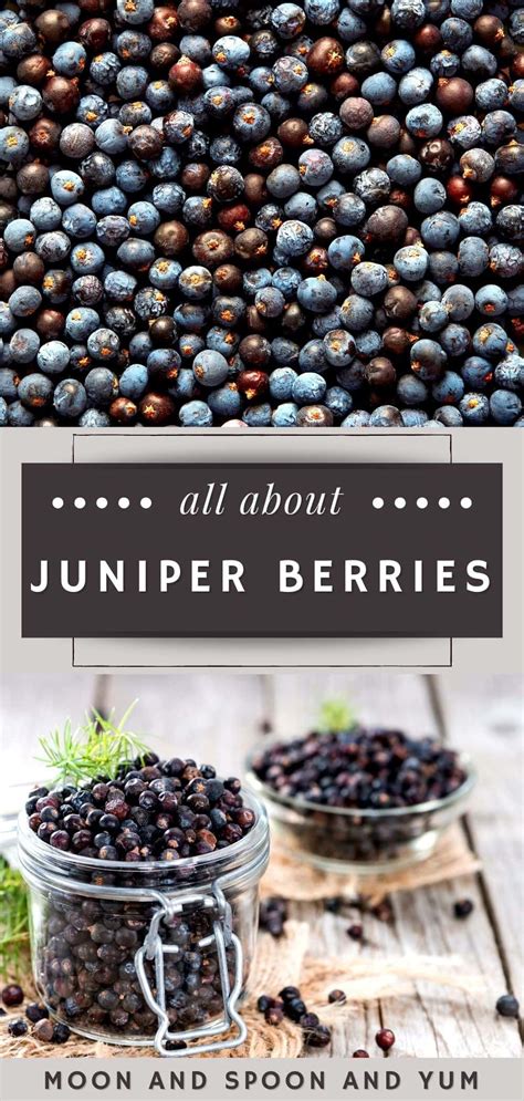 All About Juniper Berries 11 Delicious Juniper Berry Recipes Recipe