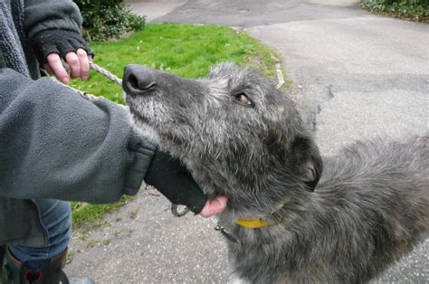 This advert is located in and around. BRUCE - Deerhound x Lurcher - Lurcher Link