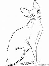 Cat Coloring Sphynx Pages Hairless Book Drawing Printable Kids Getdrawings Drawings Breed Site Only Little sketch template