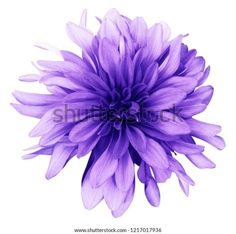 Dahlia Purple Flower White Background Isolated Stock Photo 1217017936