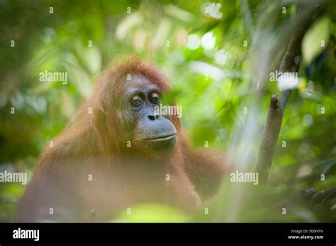 Sumatran Orangutan Pongo Abelii In Gunung Leuser National Park Bukit