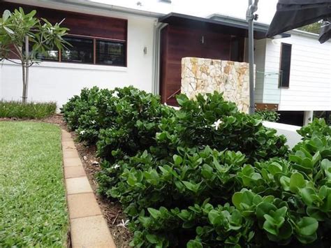 Hedge plants serve the practical function of giving a property security and are also decorative. Carissa grandiflora 'Desert Star' | Shrubs for landscaping ...