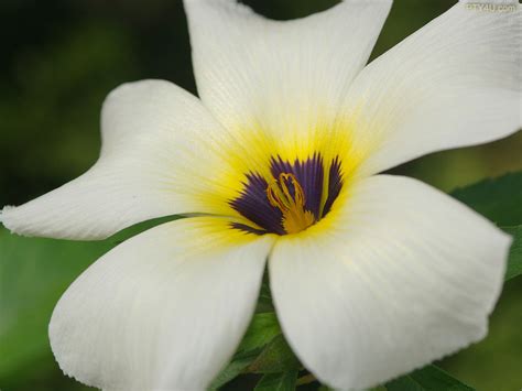 White Flower St Hallvardmenighet