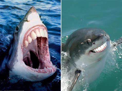 Sharks With Human Teeth Is The Funniest Thing Youll See Today
