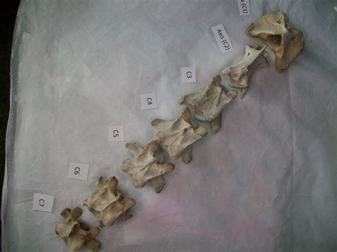 Real Animal Vertebrae Deer Bones Spine Backbone Craft Art Taxidermy