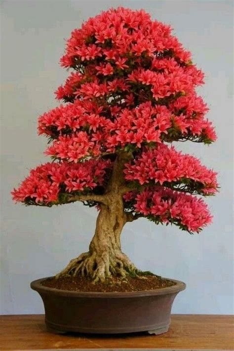 Piante da interno con fiore in inverno. 45+ Idee stupefacenti per alberi da interno bonsai per ...