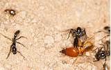 Photos of Termite Wikipedia