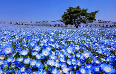 Wallpaper Field Flowers Nature Beauty Spring Blue Asia Nemophila
