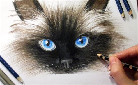 Drawing Cats Face In Colored Pencil Jasmina Susak How To Draw A Cat C
