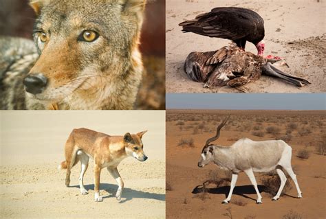 Top 128 Imágenes De Animales Que Viven En El Desierto