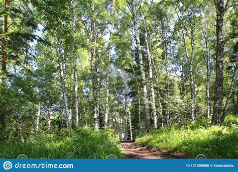 A Sunny Day In The Birch Forest In Summer Stock Photo Image Of Altai