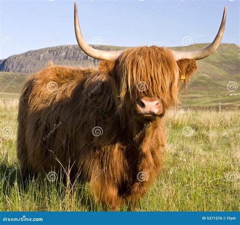 Scottish Highland Cow Stock Photo Image Of Nature Meadow 5371276