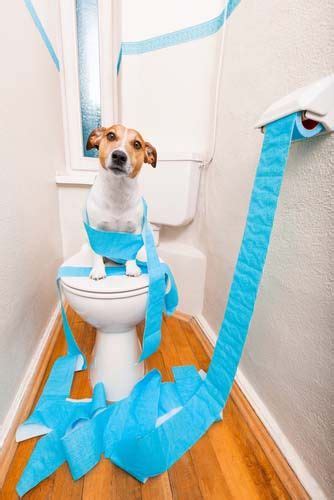 In general, wet food is the best option for cats with diarrhea. Top 7 Best Dog Diarrhea Remedies | Diarrhea remedies, Dog ...