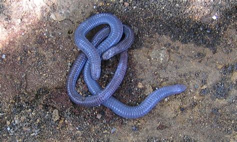 Fileiberian Worm Lizard Wikimedia Commons