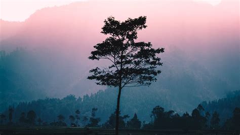 Download Wallpaper 1280x720 Tree Fog Dawn Sunlight Landscape Hd
