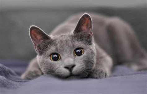 13 Gorgeous Grey Cat Breeds Lovetoknow