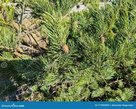 Gorgeous Close Up View Of Green Pine Tree With Brown Pine Cones B