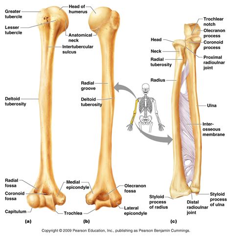 Distal to the elbow, the body of the radius continues in an immediate line along the lateral facet of the. Appendicular Skeleton