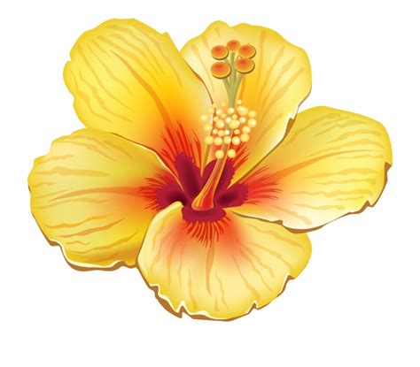 Download High Quality Hibiscus Clipart Yellow Transparent Png Images