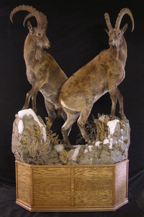 Full Mount Mid Asian Ibex Taxidermy