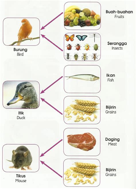 Animals World Different Foods That Animals Eat