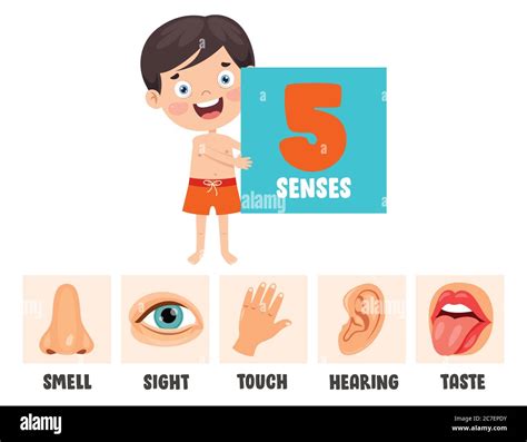 Five Senses Illustration Hi Res Stock Photography And Images Alamy