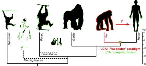 Pitfalls Reconstructing The Last Common Ancestor Of Chimpanzees And