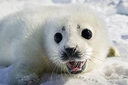 Seal Harp Coat Pup Wallpapers Ice Animals