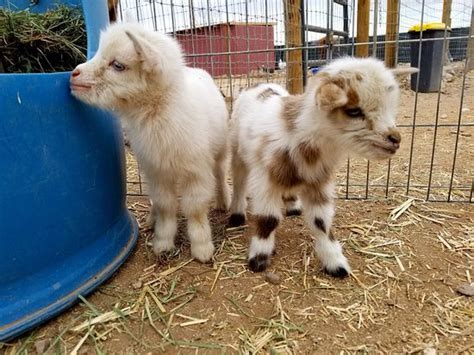 Making sure guests are safely interacting with our… one year recent, full time paid experience in the handling, feeding and care of animals in a zoo or on a stock farm Funny Foot Farm and Tucson Petting Zoo - All You Need to ...