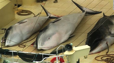 Why Is Japan Still Whaling 2015 Cnn Video