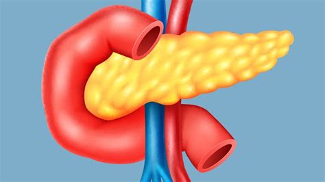 The Pancreas Anatomy Function And Disorders Everyday Health