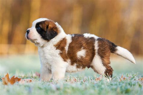 Saint Bernard Dog Breed History Health And Characteristics