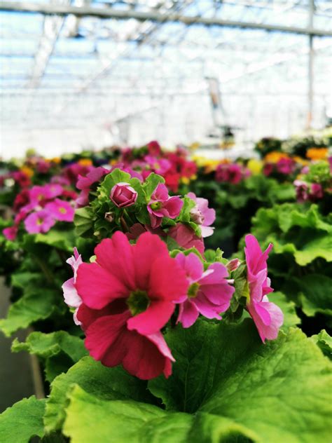 Find related and similar companies as well as employees by title and much more. Pflanzengalerie - Gartenbau Friedrich