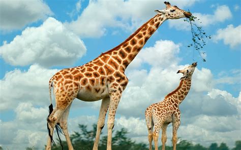Animal Giraffe Hd Wallpaper