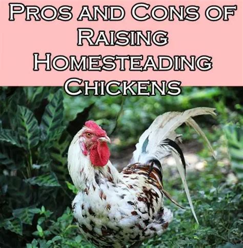 Pros And Cons Of Raising Homesteading Chickens The Homestead Survival