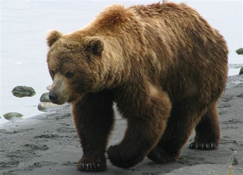 Gambar Beruang Lucu Indonesiadalamtulisan Terbaru 2014