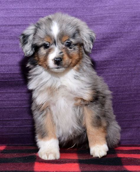Select the breed to be taken to the list. Puppies for Sale | Mini australian shepherds ...