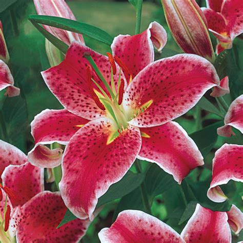 Mengenal Bunga Bakung Lily Dari Daun Hingga Umbinya Bermanfaat