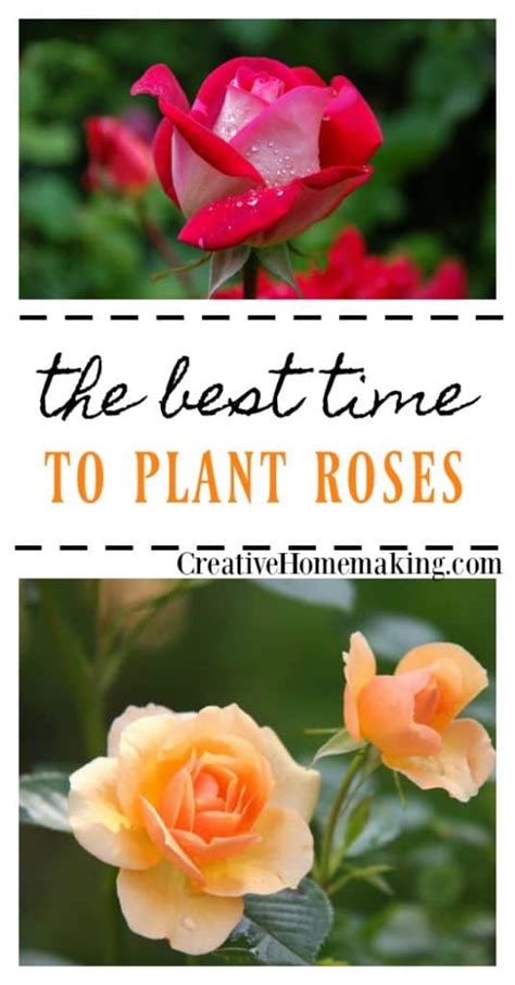 When To Plant Roses Creative Homemaking