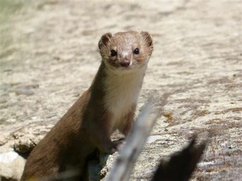 Weasel Vs Ferret 8 Differences With Pictures The Pet Savvy